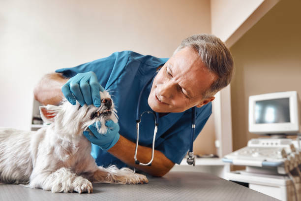 Best 24-Hour Emergency Dentist in Parshall, ND